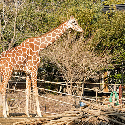 八木山動物公園フジサキの杜（八木山動物公園駅）